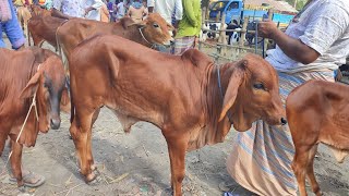 আজ ১৭ নভেম্বর  প্রচুর চাহিদা সম্পন্ন শাহিওয়াল ষাঁড় বাছুর গরুর দাম  আমবাড়ী হাট [upl. by Hannah]