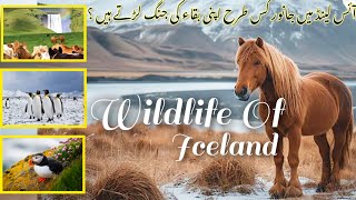 Flora And Fauna Of Iceland Wildlife Of Iceland How Animals Survive In Iceland [upl. by Licec]