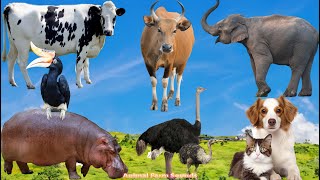 Animal Adventure Cow Elephant Hippo Ostrich Dog Cat Rhinoceros Horn  Animal Videos [upl. by Notsud]