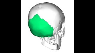 Occipital bone  Bones of the skull Bangla Tutorial [upl. by Bultman]