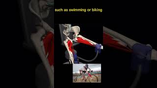 The Adductor Machine Explained adductor adductors bodybuilding gym gymmotivation legs shorts [upl. by Filippa]