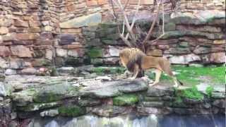 Lion hunts and eats bird at the Fort Worth Zoo [upl. by Faunia]