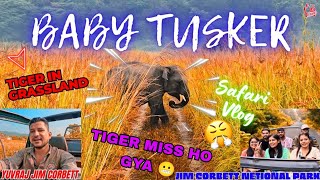 TIGER GRASSLAND MAIN GAYAB HO GYA 😵‍💫 BABY TUSKER SIGHTING yuvrajjimcorbett [upl. by Morita202]