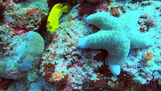 Diving Philippines  Coron and Tubbataha [upl. by Dasi736]