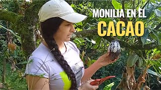 Monilia en el cultivo del cacao este hongo ataca las frutas y frutos del cacao [upl. by Evilo]