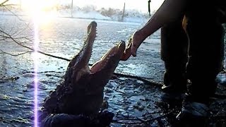 Alligators in frozen swamp [upl. by Liagabba646]