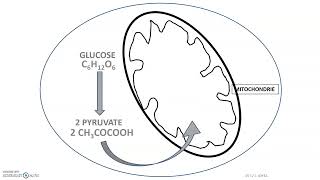 Respiration cellulaire glycolyse cycle de Krebs coenzymes NAD et chaîne respiratoire 1 [upl. by Htomit]