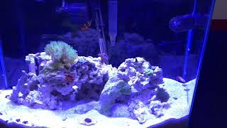 Orchid Dottyback Saltwater Reef Update [upl. by Otrebla]