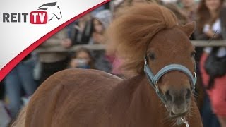 Gijs das Minishetty auf der EQUITANA Open Air 2014 [upl. by Ennagem]