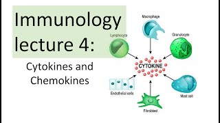 Immunology Lecture 4  Cytokines and Chemokines  Toll like receptor signaling NFkB [upl. by Harwilll135]