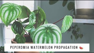 peperomia watermelon propagation  leaf cuttings  house plant [upl. by Mcnair]