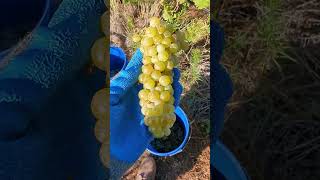 orange malvasia bianca  arizona winemaking [upl. by Duky]