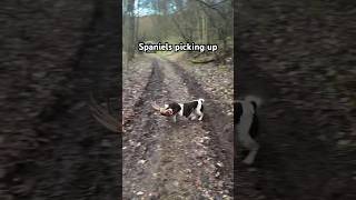 Springer Spaniels picking up on pheasant shoot gundog spaniel hunting pheasant [upl. by Aztinaj]