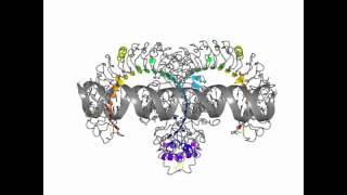 Toll like receptor 3 [upl. by Jary]