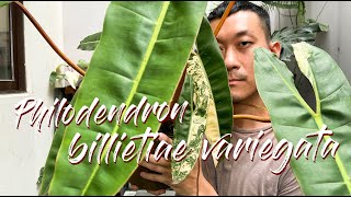 Philodendron billietiae Variegata Care Tips and Propagation  WITH UPDATES [upl. by Cordle]