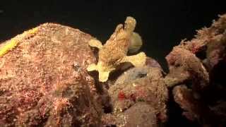 Crazy Animal Attack  Giant Frogfish eats poisonous Lionfish [upl. by Iahc]