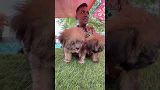 Lhasa Apso Puppies Sell in Serampore [upl. by Eneroc]