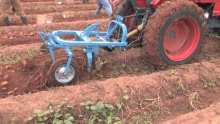 How To Harvest Potatoes [upl. by Elac669]