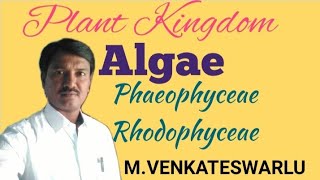 Algae  Phaeophyceae  Rhodophyceae  Biology  NEET [upl. by Symer384]