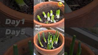 Scallions growing timelapse 🌱✨小蔥生長日記📔第五天的兩小時縮時攝影 scallion plants timelapse [upl. by Lavoie]