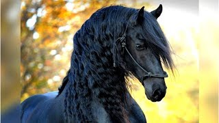 8 Most Beautiful Horses on Planet Earth [upl. by Mame]