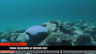 Coral Bleaching at Buccoo Reef [upl. by Dorwin]