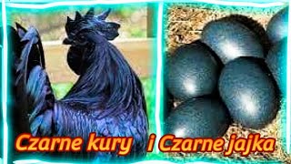 chicken 🐓 Czarne jajka od Ayam Cemani 🦃 [upl. by O'Carroll]