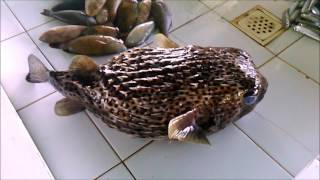 Fish Markets In The Philippines  What To Expect [upl. by Nitz472]