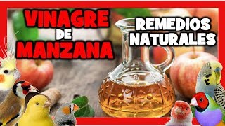 VINAGRE de MANZANA para CANARIOS y PAJAROS EXOTICOS 🐤 REMEDIOS NATURALES para DESPARASITAR CANARIOS [upl. by Esimorp]