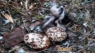 21 May  Osplet 1 and Egg 2  another damp evening  ©️NRW LlynClywedog [upl. by Yvonne]