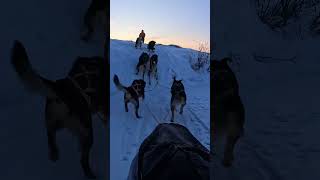 Mushing a dog team across the arctic of Alaska [upl. by Erlina]