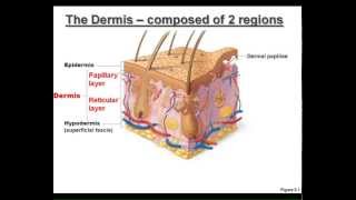 LECTURE The Integumentary System [upl. by Susana]