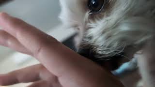 cant control my lickers ASMR  dog lick ASMR [upl. by Kared]