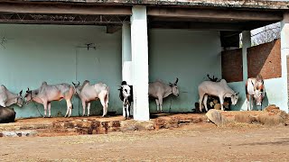 जगत रहांगडाले Mokhe यांचे बैल 🐂🐃 [upl. by Hgielar]