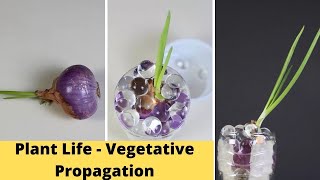 Plant Life  Vegetative Propagation  Class 10 Experiential Activity [upl. by Lytton]