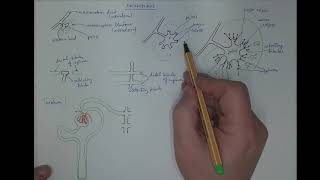 0903 Metanephros  the permament kidney [upl. by Lyudmila]