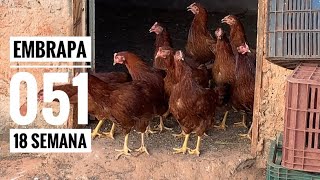 Embrapa 051 galinha Poedeiras 🐓 🐓 iniciando postura😃 11112023 [upl. by Magdala]