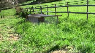 Elevage de lapin en Agriculture Bio Test [upl. by Ecirtnahc]