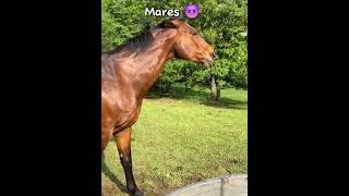 Mares vs Geldings equestrainhorsefypシ゚viral [upl. by Mcgaw]