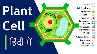 Plant cell क्या है  संरचना और कार्य  Plant Cell Model कैसे बनाना है Basic Science Series Hindi [upl. by Aileek]