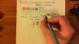 Transcription ActivatorLike Effector Nucleases TALENs [upl. by Wenz]