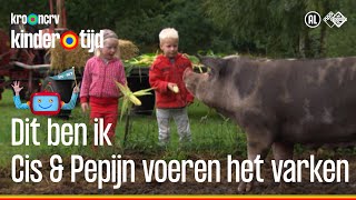 🐷 Cis en Pepijn voeren mais aan het varken op de boerderij Kindertijd KRONCRV [upl. by Kramal]