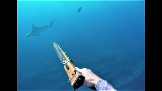 Close Call with Aggressive Shark while Spearfishing [upl. by Arodaeht]