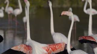 Flamants rose de Camargue [upl. by Mcginnis]