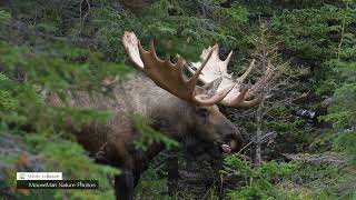 How Wide Is This Bull Mooses Rack The Answer Over 70 Inches moose [upl. by Ledda]