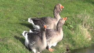 Toulouse Geese [upl. by Thema54]