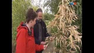 MDR Garten Bambuspflanzen nach dem Winter Bambuspflege  wwwBambuswaldde [upl. by Enyrb]