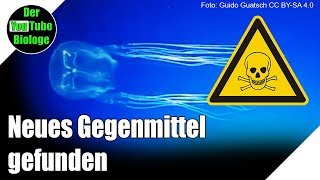 Würfelquallen  Effektives Gegenmittel gegen Vergiftungen gefunden [upl. by Akialam167]