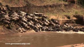 Wildebeest crossing at Governors Camp [upl. by Madison]