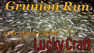 How to Find Socal GRUNION Run w bonus Surf Fishing White Sea Bass LUCKY CRAFT [upl. by Sexela557]